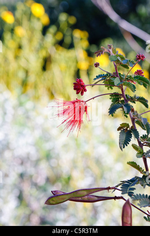 Baja Fairy Duster (Calliandra californica) avec les coupelles de semences Banque D'Images