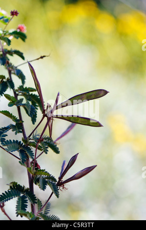 Baja Fairy Duster (Calliandra californica) gousses Banque D'Images