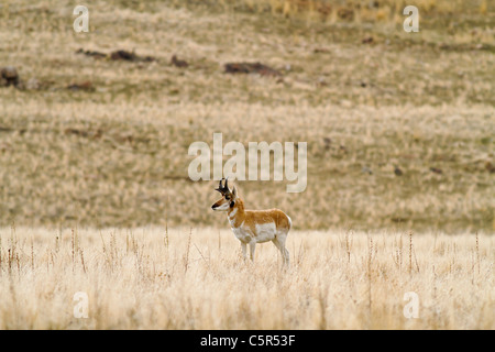 L'antilope dans un champ à Antelope Island dans l'Utah Banque D'Images