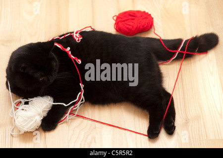 British Shorthair chat noir à jouer avec les fils rouge et blanc Banque D'Images