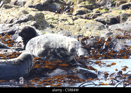 Groupe de phoques allongés sur des rochers, l'île de Farne, UK Banque D'Images