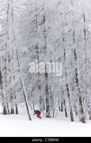 Un snowboarder riding à travers une forêt se dégage de l'arbres couverts de neige. Banque D'Images