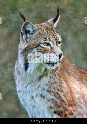 Lynx de Sibérie (lynx lynx) Banque D'Images