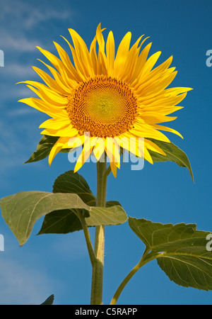 Le tournesol et le ciel Banque D'Images