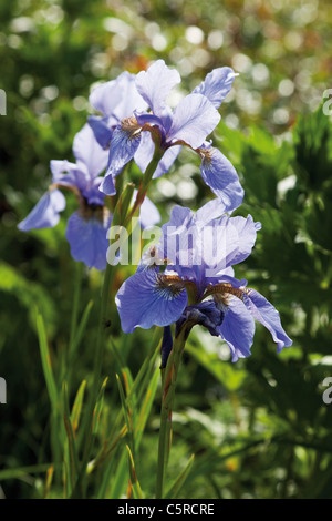 Germany, Close up of violet Iris flower Banque D'Images
