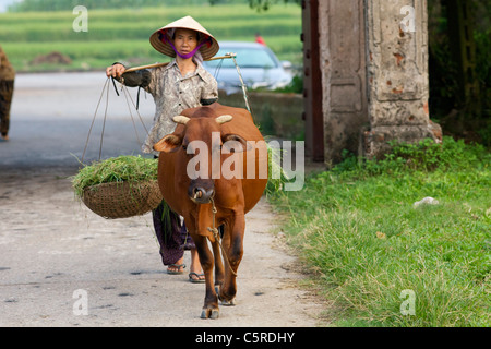 Vietnamienne promenades avec son buffle d'eau dans le village Duong Lam, Vietnam Banque D'Images