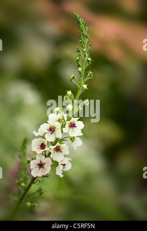 Verbascum chaixii 'Album' - Verbascum fleurs, feuilles d'Ortie Mullein Banque D'Images