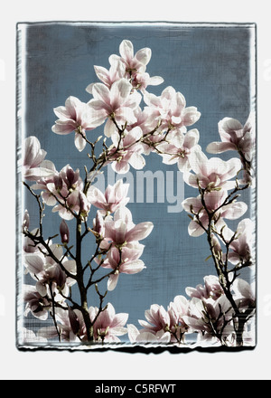 Allemagne, Stuttgart, Magnolia fleurs sur tree against sky Banque D'Images