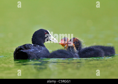 Allemagne, vue de Foulque macroule poussins d'alimentation en eau, Close up Banque D'Images