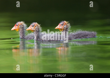 Allemagne, vue de Foulque macroule poussins dans l'eau, Close up Banque D'Images