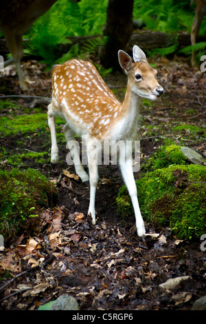 Un jeune fauve, le daim (Dama dama) dans son habitat naturel. Banque D'Images