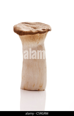 Champignons trompette King (Pleurotus eryngii) Banque D'Images