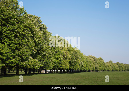 Allemagne, Cologne, Decksteiner Weiher, ceinture verte, vue de châtaignier au city park Banque D'Images