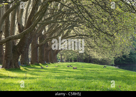 Allemagne, Cologne, Decksteiner Weiher, ceinture verte, vue de Platanus Avenue au city park Banque D'Images