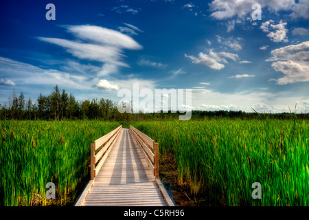 Un trottoir de bois coupe à travers les grands roseaux et massettes d'une zone humide. Banque D'Images