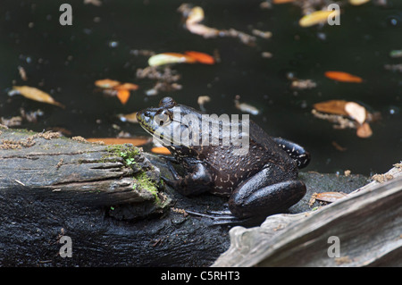 Santa Fe College Enseignement Gainesville Zoo Florida.Common bullfrog dans un étang de la Floride. Banque D'Images