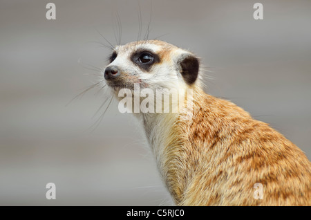 Meerkat looking out debout Banque D'Images