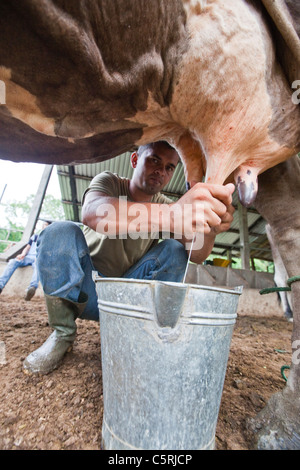 L'homme en vache laitière Barillas, Département de Chalatenango, Comalapa, El Salvador Banque D'Images