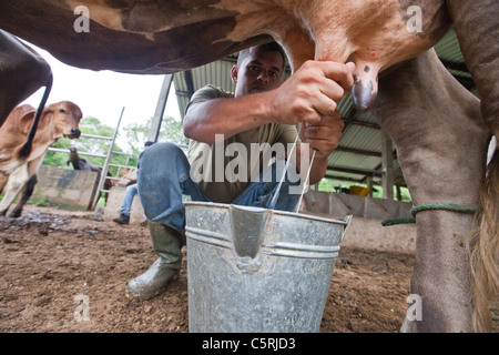 L'homme en vache laitière Barillas, Département de Chalatenango, Comalapa, El Salvador Banque D'Images