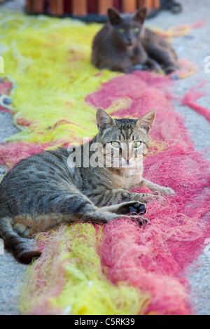 Les chats sauvages était assis sur les filets de pêche au port de Skala Eresou, Lesbos, Grèce. Banque D'Images