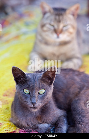 Les chats sauvages était assis sur les filets de pêche au port de Skala Eresou, Lesbos, Grèce. Banque D'Images