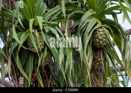 Pandanus arbre fruitier dans les Maldives Banque D'Images