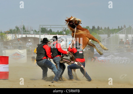 Une équipe de cowboys essayant de selle un cheval sauvage à un rodéo event en Alberta au Canada. Banque D'Images