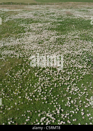 dh CLOVER Royaume-Uni White Clover Trifolium repens le champ d'herbe à flanc de colline pré Banque D'Images