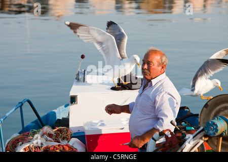 Un vieil homme rss goélands jaune sur un bateau de pêche traditionnel grec de Skala Eresou, Lesbos, Grèce. Banque D'Images