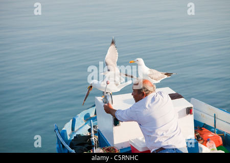 Un vieil homme rss goélands jaune sur un bateau de pêche traditionnel grec de Skala Eresou, Lesbos, Grèce. Banque D'Images