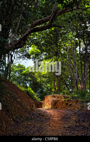 Lever de soleil sur une île éloignée de la route de la jungle Banque D'Images