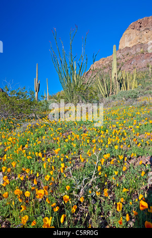 Ajo Range, monts, Mexican gold poppy Eschscholzia, mexicana, Papaveraceae, tuyau d'Organe National Monument, Arizona, USA Banque D'Images