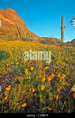 Ajo Range, monts, Mexican gold poppy Eschscholzia, mexicana, Papaveraceae, tuyau d'Organe National Monument, Arizona, USA Banque D'Images