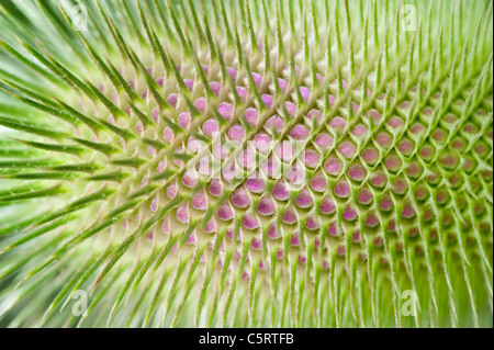 Un seul capitule - Cardère Dipsacus fullonum Banque D'Images