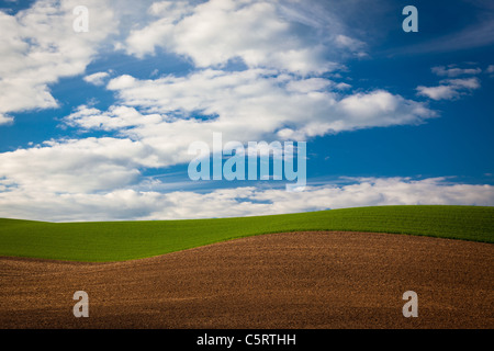 Paysage dans la région de l'Est de l'agricole Palouse Washington State, USA Banque D'Images