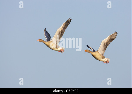 - Oies cendrées Anser anser vol dans les marais d'OARE réserve RSPB Kent, UK BI012796 Banque D'Images