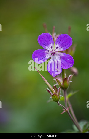 La belle fleur, géranium sanguin Bois Geranium sylvaticum, vallée de Romsdalen, Møre og Romsdal (Norvège). Banque D'Images