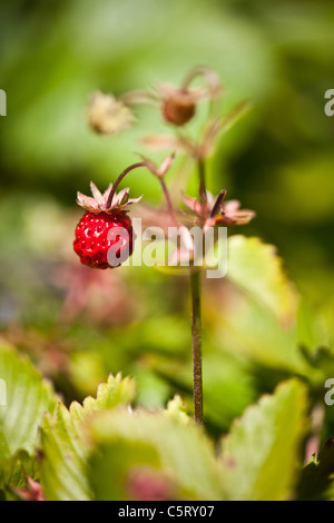 Fraise des Bois, Fragaria vesca, dans Krapfoss à Rabat, la Norvège. Banque D'Images