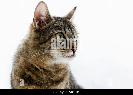 Chat domestique, portrait, close-up Banque D'Images