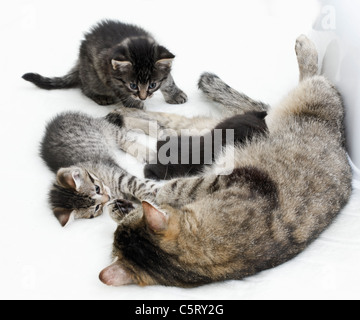 Les chats domestiques, famille de chat