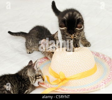 Les chats, chatons jouant avec chapeau de paille Banque D'Images