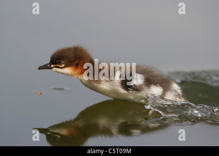 Allemagne, Munich, Close up of harle bièvre chick s'exécutant dans l'eau Banque D'Images