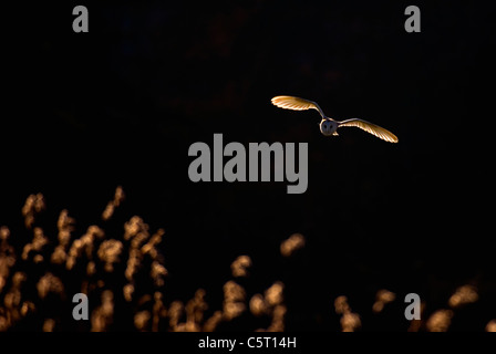 Effraie des clochers Tyto alba un adulte, rétroéclairé par soir, la lumière du soleil, en vol au-dessus d'une roselière. Norfolk, Royaume-Uni. Banque D'Images