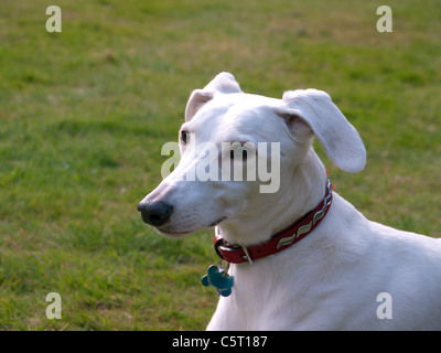 Lurchur blanc croisé avec un Saluki à Weybridge, Surrey, Royaume-Uni Banque D'Images