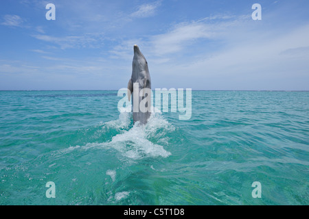 L'Amérique latine, Honduras, Bay Islands Department, Roatan, mer des Caraïbes, vue de Grands dauphins sautant dans l'eau de mer Banque D'Images