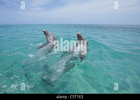 L'Amérique latine, Honduras, Bay Islands Department, Roatan, mer des Caraïbes, deux grands dauphins nager en surface de l'eau de mer Banque D'Images