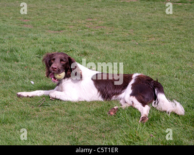 Cocker Anglais, brun et blanc, jouant avec une balle dans le Buckinghamshire, Royaume-Uni, Banque D'Images