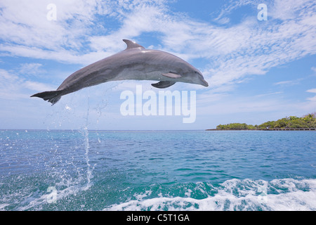 L'Amérique latine, Honduras, Bay Islands Department, Roatan, mer des Caraïbes, vue de Grands dauphins sautant dans l'eau de mer Banque D'Images