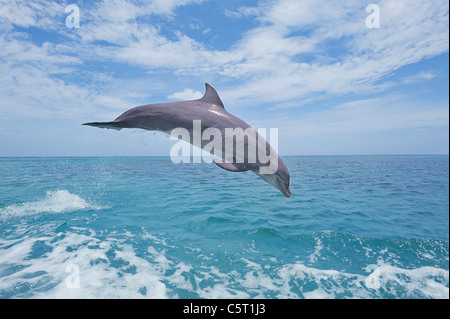 L'Amérique latine, Honduras, Bay Islands Department, Roatan, mer des Caraïbes, vue de Grands dauphins sautant dans l'eau de mer Banque D'Images