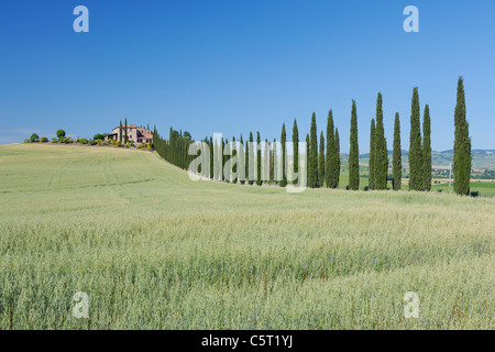 Italie, Toscane, Province de Sienne, San Quirico d'Orcia, Val d'Orcia, vue de rangées de cyprès le long de la route Banque D'Images